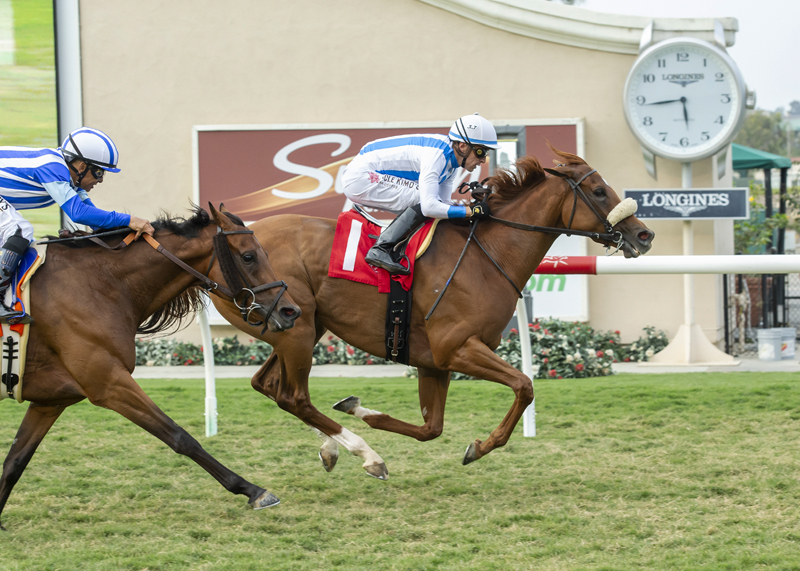 Neige Blanche earns start in Grade 1 Rodeo Drive